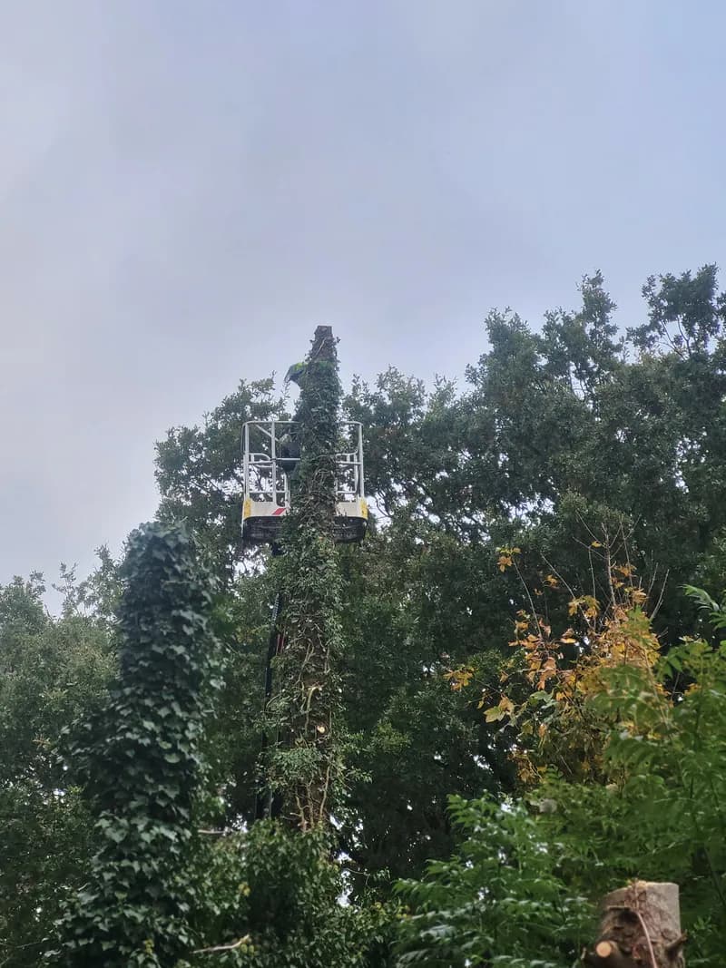 Baumpflege mit Hubsteiger an einer hohen Konifere – Baumpflege und Fällarbeiten in Hohenlockstedt, Kreis Steinburg