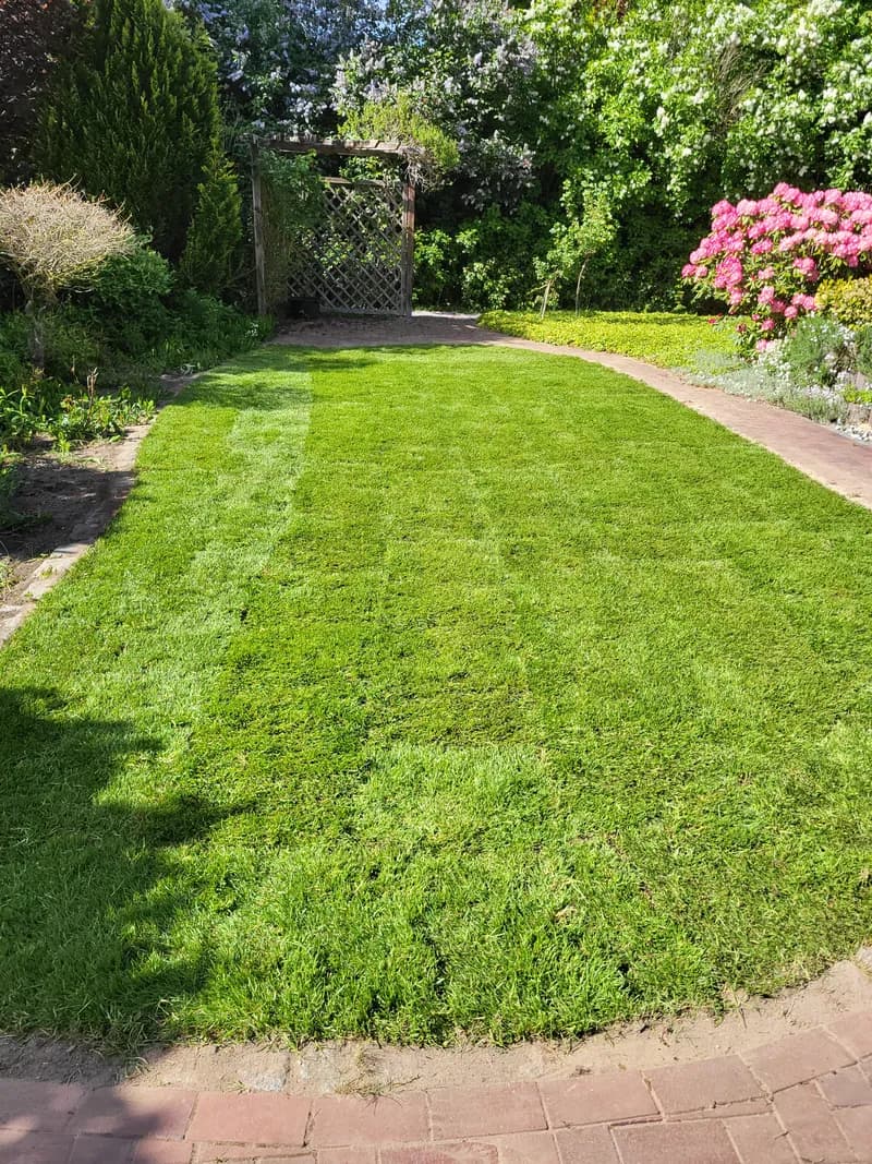 Frisch verlegter Rollrasen, fertige Rasenfläche im Garten – Rasenanlage von Asmussen im Kreis Steinburg